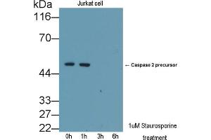 Detection of CASP2 in lysates of Jurkat cell line using Polyclonal Antibody to Caspase 2 (CASP2) (Caspase 2 anticorps  (AA 334-452))
