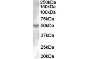 ABIN334393 (0. (ESRRG anticorps  (Internal Region))