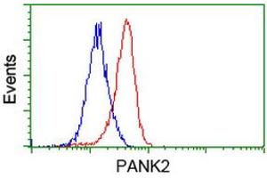 Flow cytometric Analysis of Jurkat cells, using anti-PANK2 antibody (ABIN2453418), (Red), compared to a nonspecific negative control antibody (ABIN2453418), (Blue). (PANK2 anticorps)
