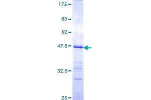 Image no. 1 for Retinoid X Receptor, alpha (RXRA) (AA 1-110) protein (GST tag) (ABIN1319025)