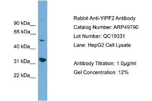 WB Suggested Anti-YIPF2  Antibody Titration: 0. (YIPF2 anticorps  (Middle Region))