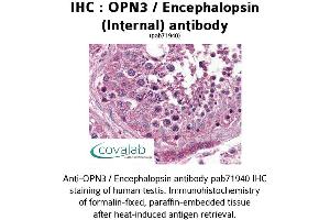 Image no. 2 for anti-Opsin 3 (OPN3) (Internal Region) antibody (ABIN1737653) (OPN3 anticorps  (Internal Region))