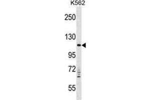 VPS11 Antibody (C-term) western blot analysis in K562 cell line lysates (35 µg/lane). (VPS11 anticorps  (C-Term))