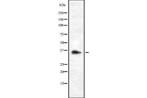 Western blot analysis OR9G1 using K562 whole cell lysates (OR9G1 anticorps  (Internal Region))