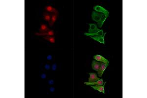 anti-RNA Polymerase II CTD (pSer7) antibody
