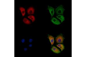 anti-GABA(A) Receptor-Associated Protein Like 1 (GABARAPL1) (Internal Region) antibody