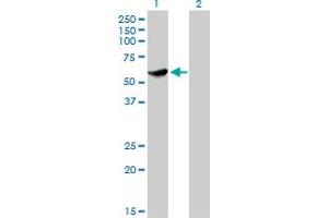 Western Blot analysis of CLK3 expression in transfected 293T cell line by CLK3 monoclonal antibody (M05), clone 1F10. (CLK3 anticorps  (AA 36-136))