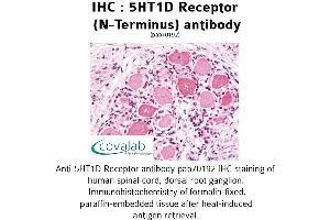 Image no. 1 for anti-Serotonin Receptor 1D (HTR1D) (Extracellular Domain), (N-Term) antibody (ABIN1731353) (5HT1D anticorps  (Extracellular Domain, N-Term))
