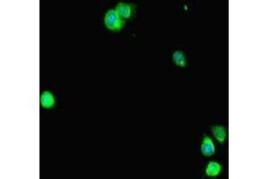 Immunofluorescent analysis of Hela cells using ABIN7169671 at dilution of 1:100 and Alexa Fluor 488-congugated AffiniPure Goat Anti-Rabbit IgG(H+L)