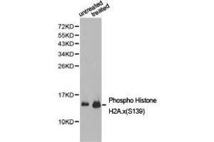 Western Blotting (WB) image for anti-H2A Histone Family, Member X (H2AFX) (pSer139) antibody (ABIN1876747) (H2AFX anticorps  (pSer139))