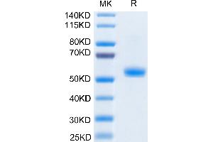 Biotinylated Human CD40L on Tris-Bis PAGE under reduced condition.