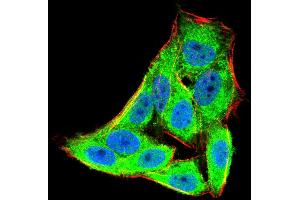 Immunofluorescence analysis of Hela cells using EIF5A mouse mAb (green).