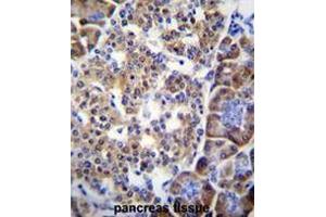SMYD4 Antibody (C-term) immunohistochemistry analysis in formalin fixed and paraffin embedded human pancreas tissue followed by peroxidase conjugation of the secondary antibody and DAB staining. (SMYD4 anticorps  (C-Term))
