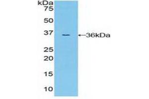 Western blot analysis of recombinant Human MAP2K7. (MAP2K7 anticorps  (AA 113-388))