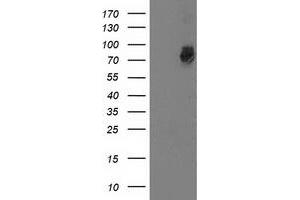 Western Blotting (WB) image for anti-G1 To S Phase Transition 2 (GSPT2) antibody (ABIN1498537) (GSPT2 anticorps)