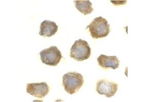 Image no. 1 for anti-Toll-Like Receptor 11 (Tlr11) (C-Term) antibody (ABIN204142) (TLR11 anticorps  (C-Term))