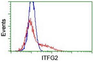 HEK293T cells transfected with either RC200818 overexpress plasmid (Red) or empty vector control plasmid (Blue) were immunostained by anti-ITFG2 antibody (ABIN2454676), and then analyzed by flow cytometry. (ITFG2 anticorps)