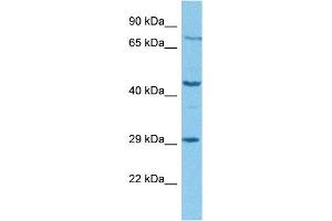 Host:  Rabbit  Target Name:  TDO2  Sample Tissue:  Human 293T Whole Cell  Antibody Dilution:  1ug/ml