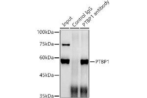 Immunoprecipitation analysis of 300 μg extracts of HepG2 cells using 3 μg PTBP1 antibody (ABIN7269464).
