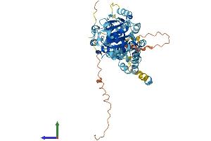 AlphaFold protein structure predicition of Human Recombinant DDX56 Protein, UniprotID Q9NY93