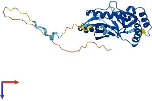AlphaFold protein structure predicition of Human Recombinant USB1 Protein, UniprotID Q9BQ65