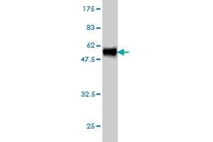 Western Blot detection against Immunogen (49.