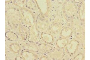Immunohistochemistry of paraffin-embedded human kidney tissue using ABIN7174111 at dilution of 1:100