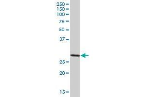 SCO1 MaxPab polyclonal antibody.