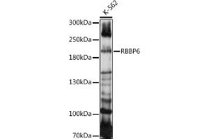 Western blot analysis of extracts of K-562 cells, using RBBP6 antibody (ABIN7269941) at 1:1000 dilution. (RBBP6 anticorps  (AA 1-118))