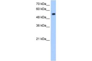 Western Blotting (WB) image for anti-Zinc Finger Protein interacting with Ribonucleoprotein K (ZIK1) antibody (ABIN2463331)