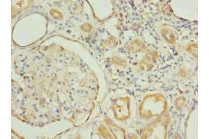Immunohistochemistry of paraffin-embedded human kidney tissue using ABIN7151188 at dilution of 1:100