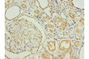 Immunohistochemistry of paraffin-embedded human kidney tissue using ABIN7151188 at dilution of 1:100 (RNF31 anticorps  (AA 421-700))