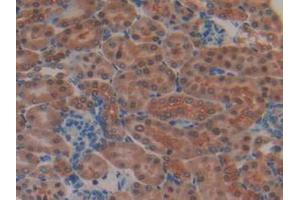 IHC-P analysis of Mouse Kidney Tissue, with DAB staining. (MEK2 anticorps  (AA 44-313))