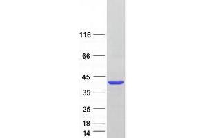 Validation with Western Blot