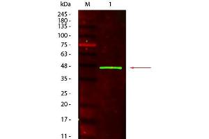 Western Blot of Mouse anti-Peroxidase (Horseradish) Antibody. (Peroxidase anticorps)