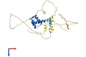 AlphaFold protein structure predicition of Human Recombinant PITX2 Protein, UniprotID Q99697