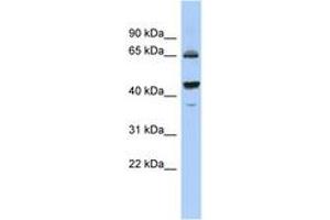 Image no. 1 for anti-Phosphodiesterase 12 (PDE12) (C-Term) antibody (ABIN6743742) (PDE12 anticorps  (C-Term))