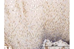 Image no. 1 for anti-SH3 Domain Containing 19 (SH3D19) (AA 94-204) antibody (ABIN466273) (SH3D19 anticorps  (AA 94-204))