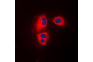 Immunofluorescent analysis of MRPL32 staining in HepG2 cells.