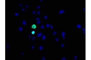 anti-Histone H3.1 (HIST1H3B) (H3S10ph) antibody