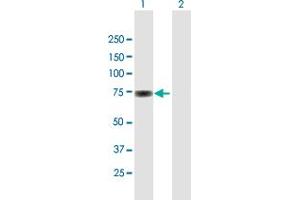 Western Blot analysis of SP100 expression in transfected 293T cell line by SP100 MaxPab polyclonal antibody. (SP100 anticorps  (AA 1-480))