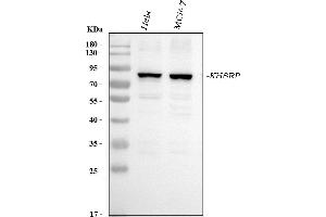 Western blot analysis of KHSRP using anti-KHSRP antibody (ABIN7599775).