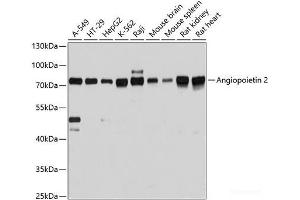 Western blot analysis of extracts of various cell lines using Angiopoietin 2 Polyclonal Antibody at dilution of 1:3000. (Angiopoietin 2 anticorps)