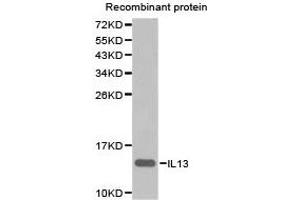 Western blot analysis of extracts of recombinant rotein using IL13 antibody. (IL-13 anticorps)