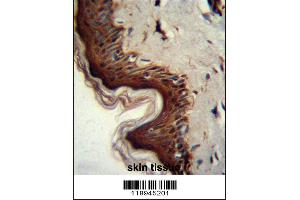 PPL Antibody immunohistochemistry analysis in formalin fixed and paraffin embedded human skin tissue followed by peroxidase conjugation of the secondary antibody and DAB staining.