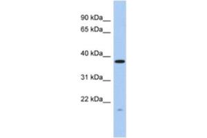 Western Blotting (WB) image for anti-RWD Domain Containing 2A (RWDD2A) antibody (ABIN2463922) (RWDD2A anticorps)