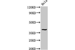 Western Blot Positive WB detected in: Hela whole cell lysate All lanes: DUSP1 antibody at 3.