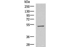 Western blot analysis of HepG2 cell lysate using FDXR Polyclonal Antibody at dilution of 1:1000 (Ferredoxin Reductase anticorps)