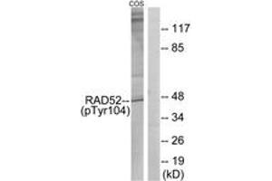 Western blot analysis of extracts from COS7 cells treated with H2O2 100uM 30', using RAD52 (Phospho-Tyr104) Antibody. (RAD52 anticorps  (pTyr104))