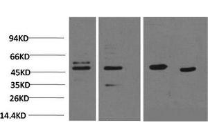 Western Blot analysis of 1) 293T, 2) Jurkat, 3) Rat heart, 4) Mouse heart using Smad3 Monoclonal Antibody at dilution of 1:2000. (SMAD3 anticorps)